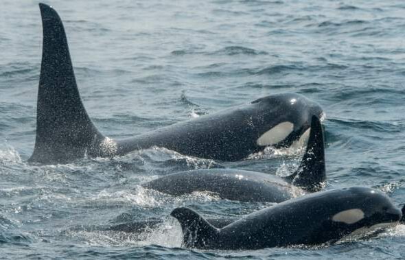 orcas-spain.jpg